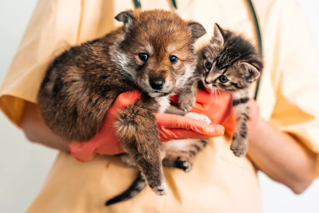 vet-examining-dog-cat-puppy-kitten-veterinarian-doctor-pet-vaccination